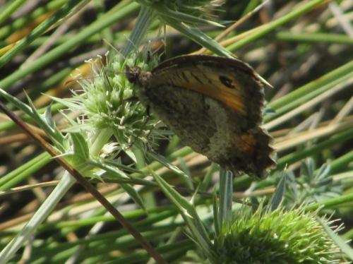 Arethusana arethusa